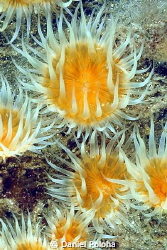 Yellow anemones by Daniel Poloha 